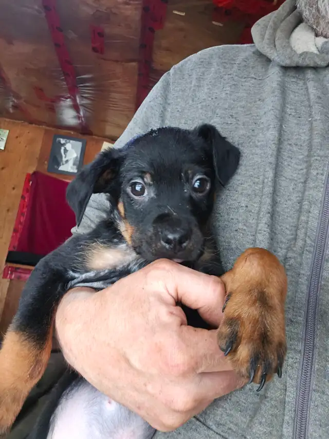 Puppies for Sale in Dogs & Puppies for Rehoming in Muskoka - Image 2