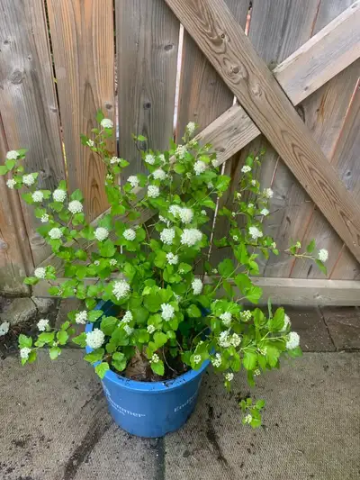 Spirea Plant ‘ Glow Girl’, View more