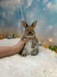 Bébé lapin nain néerlandais CASTRÉ 