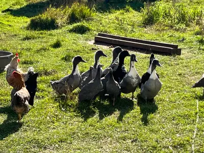 Ducks sweedish hens, View more