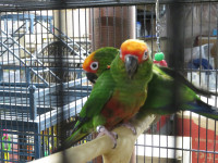 **SUPER CUTE & CUDDLY**BABY GOLD CAPPED CONURES**W/CARE PKG**