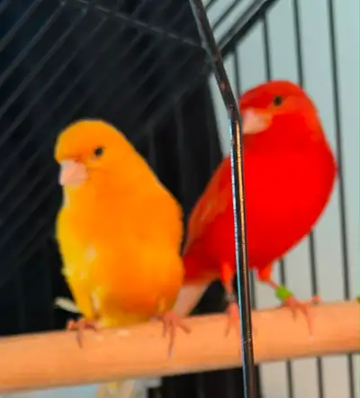 $450 for six canaries Cages extra coming from Victoria Monday 13th can deliver Delivered: Orange fem...