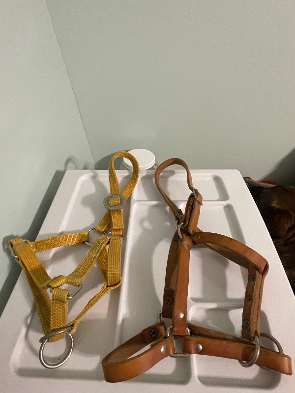 Two Sz Small Horse halters (foal): Nylon and Leather, new in Equestrian & Livestock Accessories in Saskatoon