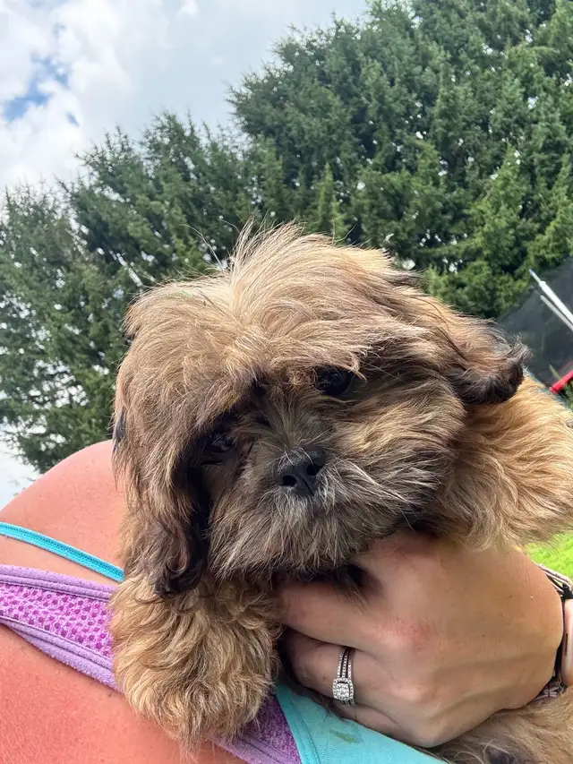 Shih Tzu puppies: 1 boy available , 1st & 2nd shots done in Dogs & Puppies for Rehoming in London - Image 8