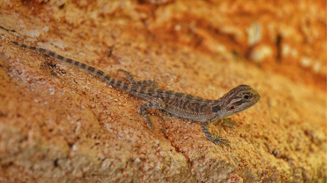 BEAUTIFUL BABY BEARDED DRAGON SPECIAL $175 in Reptiles & Amphibians for Rehoming in North Bay