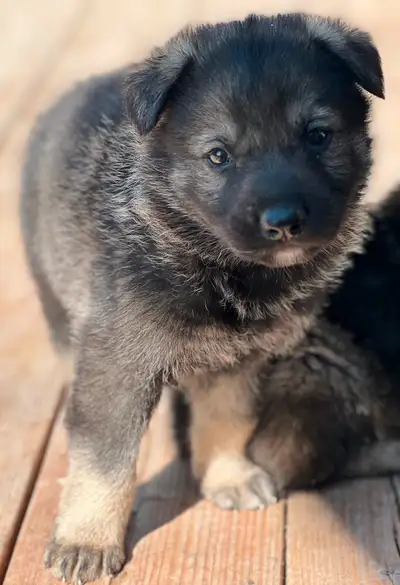 Chiots Bergers Allemands, nous avons un mâle sables noir (photo 1) (exemple de couleur adulte photo...