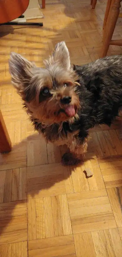 WANTED, SMALL DOG!, View more