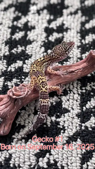 3 Healthy Sub-Adult Leopard Geckos for Rehoming, View more