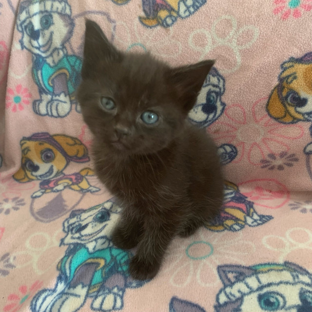 4 Kittens (2 boys 2 girls) in Cats & Kittens for Rehoming in Richmond - Image 4