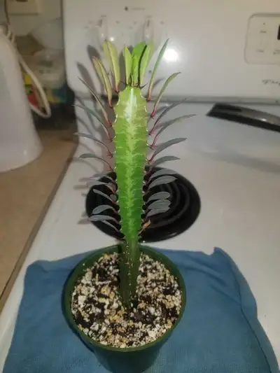 INDOOR PLANT Looking For A New Home For A Red African Milk Tree Succulent With Lots Of Leafs And Bra...