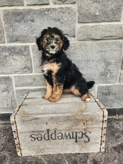 We have a stunning litter of mini Bernedoodles available and are ready to go . They have there first...