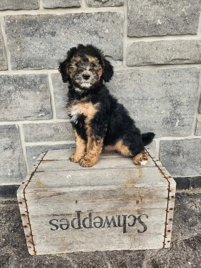 mini Bernedoodle in Dogs & Puppies for Rehoming in Stratford - Image 2