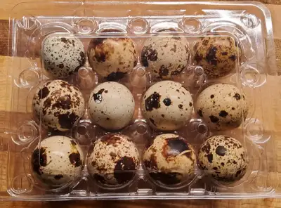 Quail eating eggs, View more