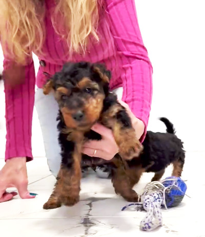 Welsh terrier, View more