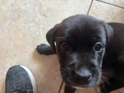 Looking for our Furever Home, View more