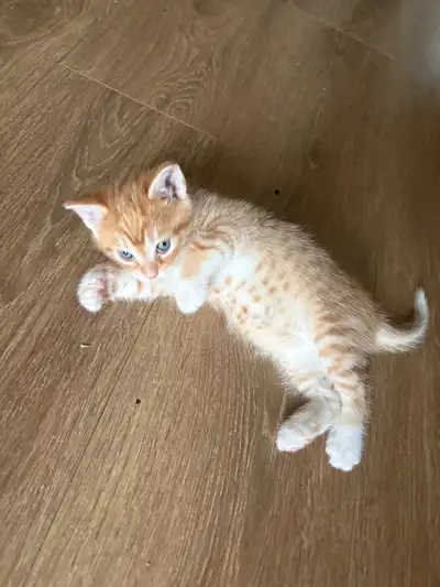magnifiques chatons propre affectueux, View more