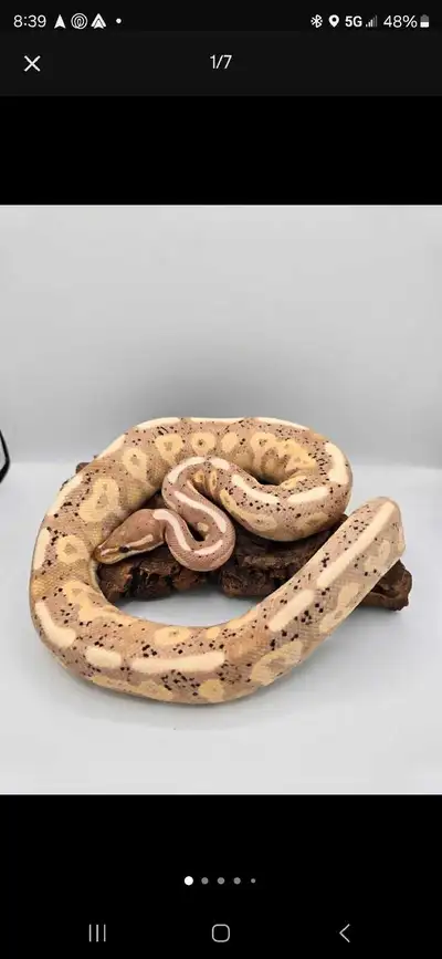 Looking to move out of country in the coming months and unfortunately cannot bring our reptiles with...