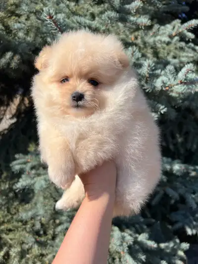 Adorable Cream Pomeranian Girl, View more