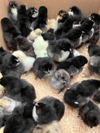Day Old Silkies and Black Copper Marans Chicks