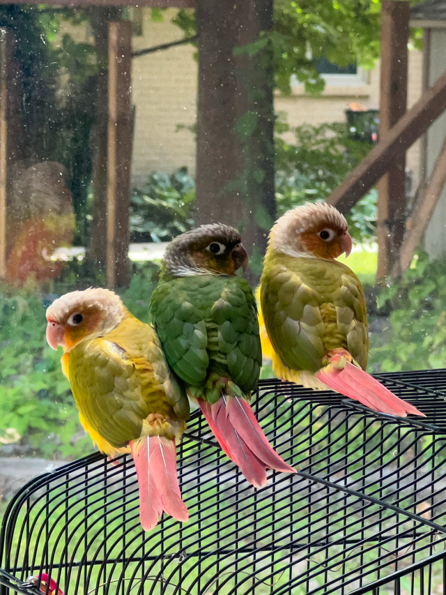 Pineapple and green conure in Birds for Rehoming in Mississauga / Peel Region