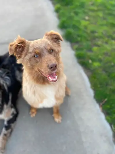 Purebred 8-Month Female Australian Shepherd, View more