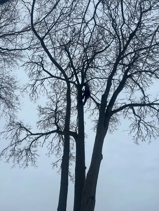 Tree removal  in Other in Trenton - Image 4