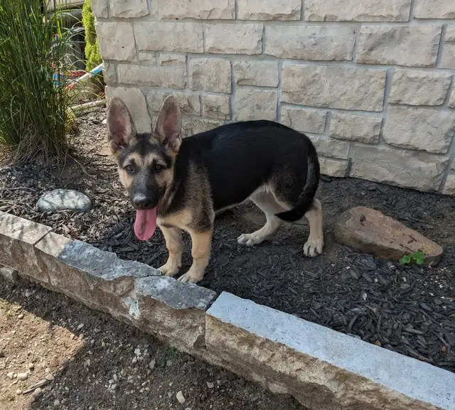 Beautiful Czech , CKC Registered, German Shepherd P in Dogs & Puppies for Rehoming in Owen Sound - Image 4