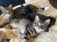 Kittens ,,