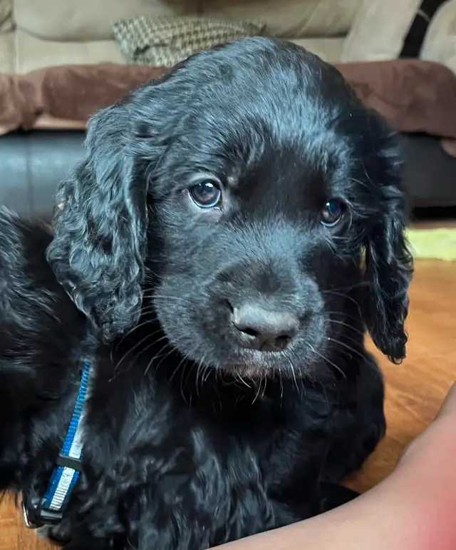 Spangold Retriever -Golden Retriever X English Springer Spaniel in Dogs & Puppies for Rehoming in Vernon - Image 17