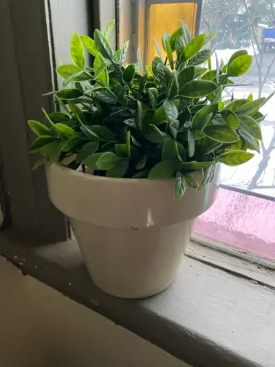 Artificial plant, View more