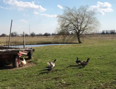 Female Muscovy ducks for sale. Raised on pasture and organic feed in the winter. Laying well, beauti...