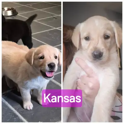Puppies for sale, View more