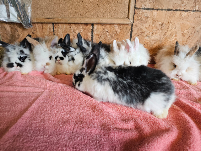 10 Angora lop x rabbits. Ready to go in Small Animals for Rehoming in Belleville - Image 2