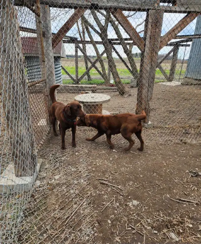labradors chocolats in Dogs & Puppies for Rehoming in Drummondville - Image 2