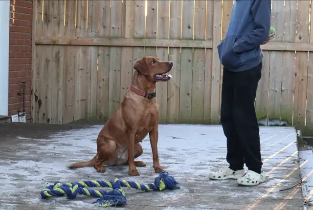 CKC Fox Red Labrador Retrievers (OFA Tested) in Dogs & Puppies for Rehoming in Norfolk County - Image 5