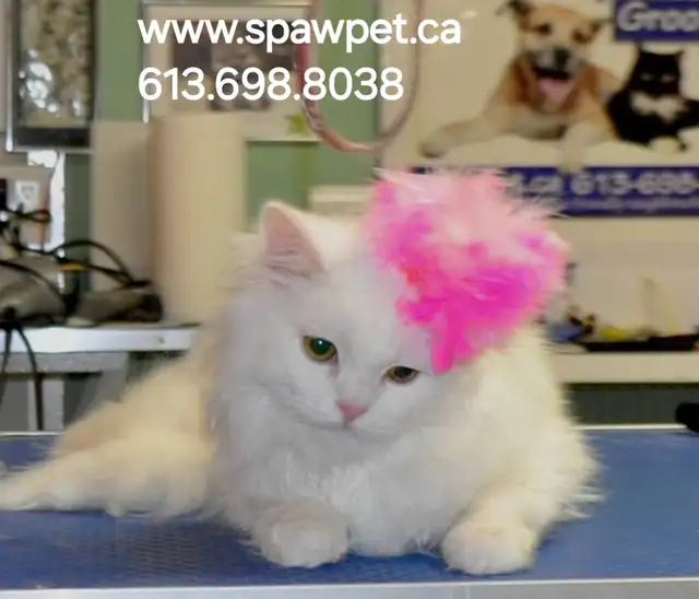 OTTAWA CAT GROOMING - CERTIFIED PROFESSIONAL GROOMER in Animal & Pet Services in Ottawa - Image 7