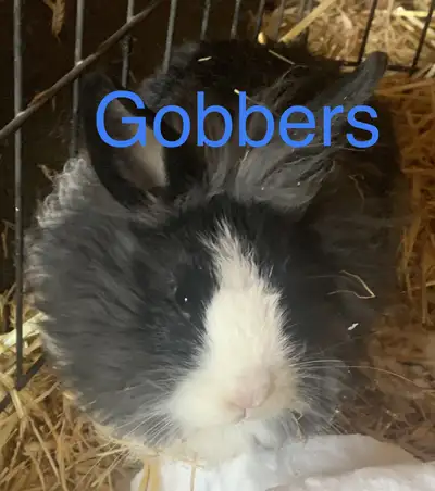 rabbits/bunnies, View more