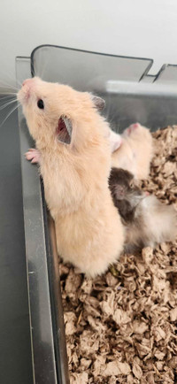 Hamster (female, 7 weeks old)