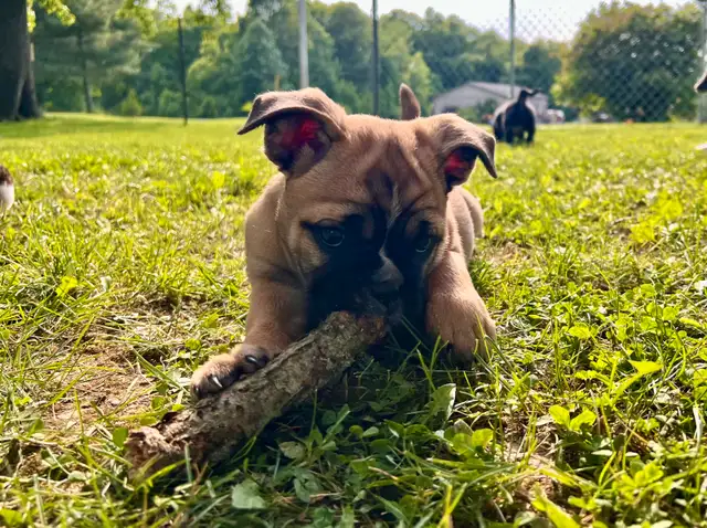 English Bulldog, Olde English Bulldogge mix in Dogs & Puppies for Rehoming in Norfolk County - Image 9