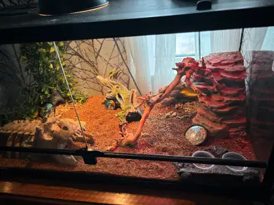 As much as I don’t want to, I need to rehome my 1 yo gecko. He is very friendly and easy to handle....