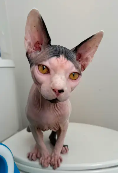LilNudies Cattery have a 7 month old Sphynx boy available to a great home. He is super friendly and...