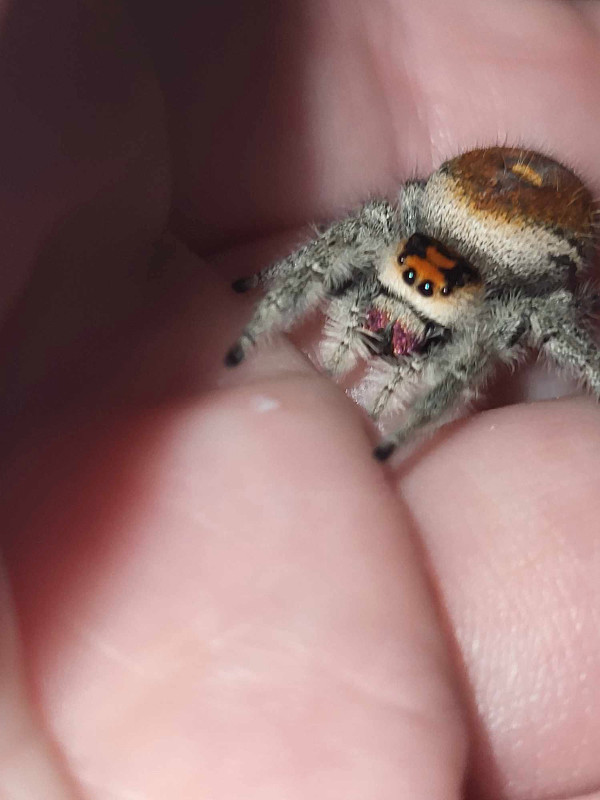 Jumping spiders!! in Other Pets for Rehoming in Edmonton - Image 2