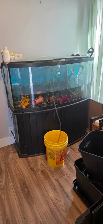 85 gallon bowfron aquarium, View more