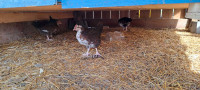 Speckled sussex chicks 
