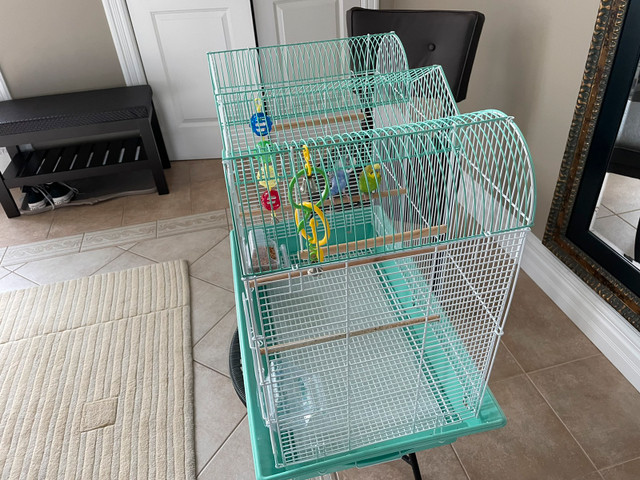 Birds and cage for sale  in Birds for Rehoming in Bedford - Image 3