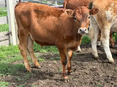 January born steer/heifer calves - Simmental sire, View more