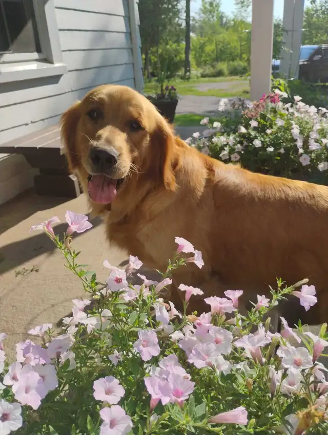 CKC Registered Golden Retriever Pups -1 female left! in Dogs & Puppies for Rehoming in Trenton - Image 8