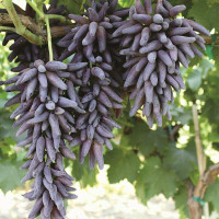 Lady's fingers grape, seedless, cutting, no roots