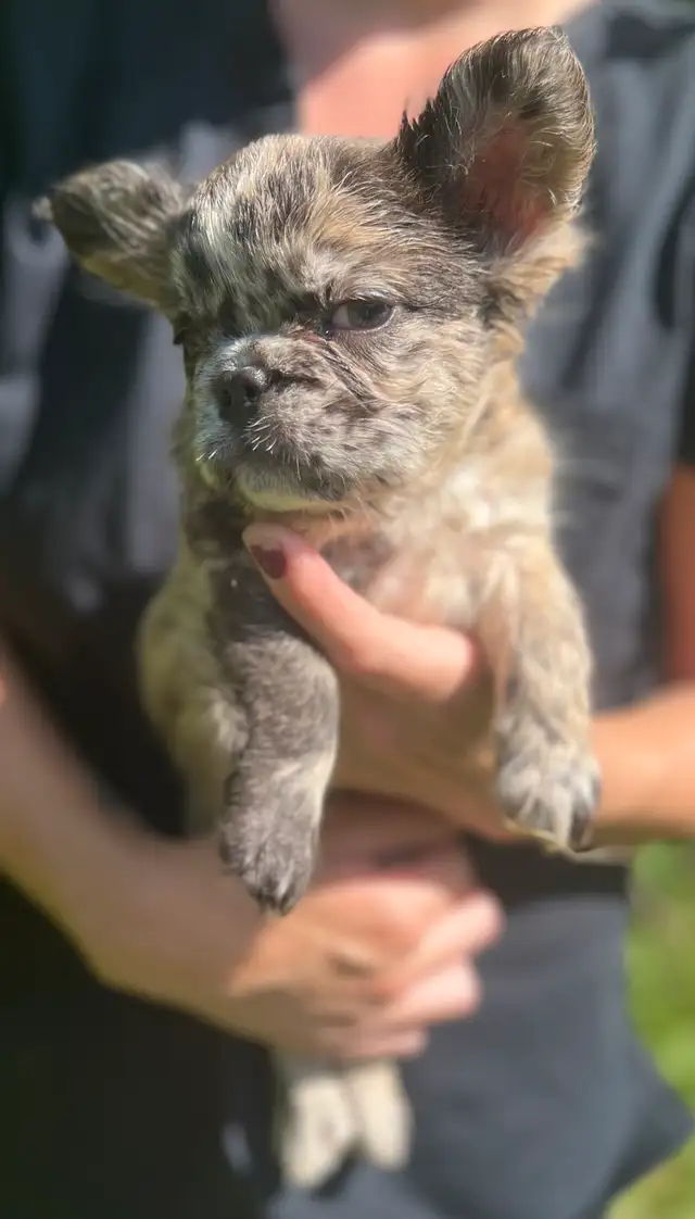 French Bulldog puppies 2 year Health Guarantee in Dogs & Puppies for Rehoming in City of Toronto - Image 2