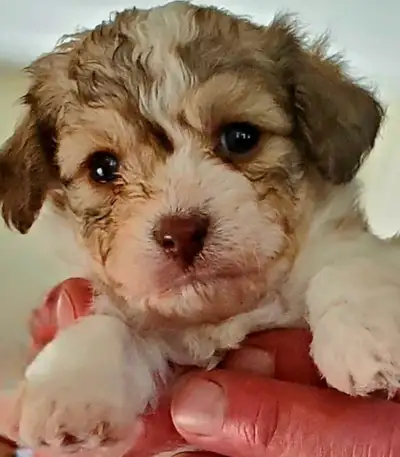 Adorable CAVACHON (King Charles Spaniel X Bichon Frise), View more